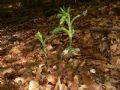 Epipactis purpurata
